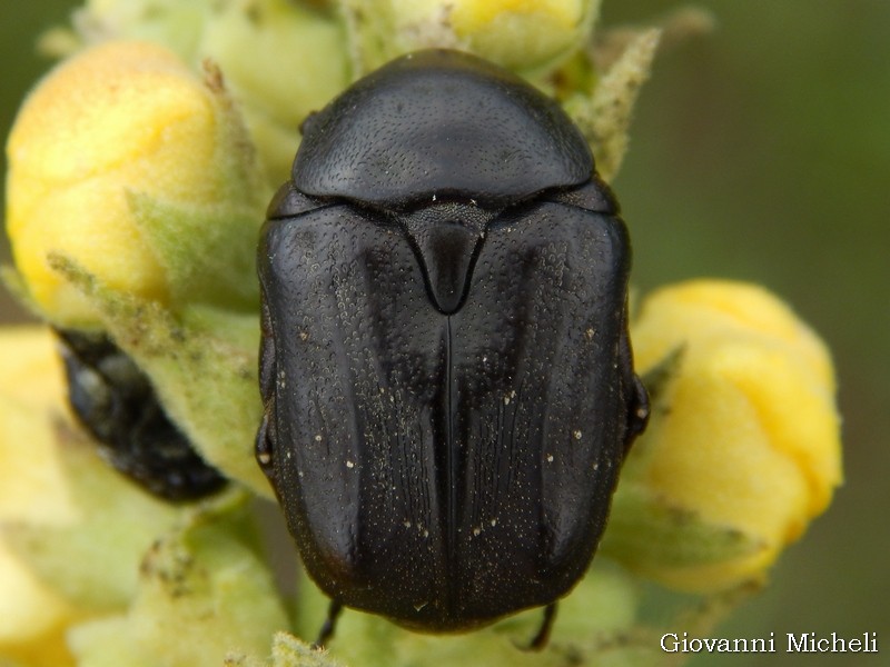 Cetoniidae: Netocia morio?.......Protetia (Netocia) morio